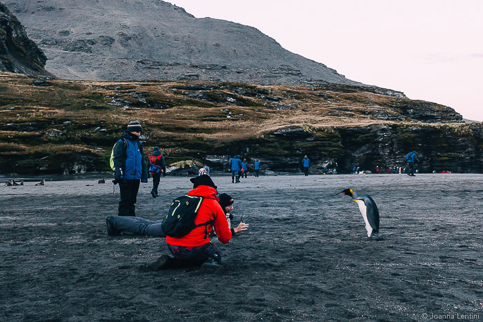 射击一位企鹅的野生生物摄影师在海滩的一只企鹅