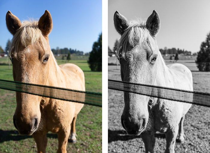 田野里一匹马的双连画肖像，第二张以中间对比的黑白编辑风格编辑